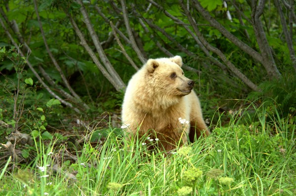 Two Year Old Grizzly by Dennis Blum